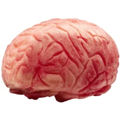 Clearance Gifi Faux cerveau en plastique
